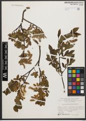 Foto von Salix waldsteiniana Willd.